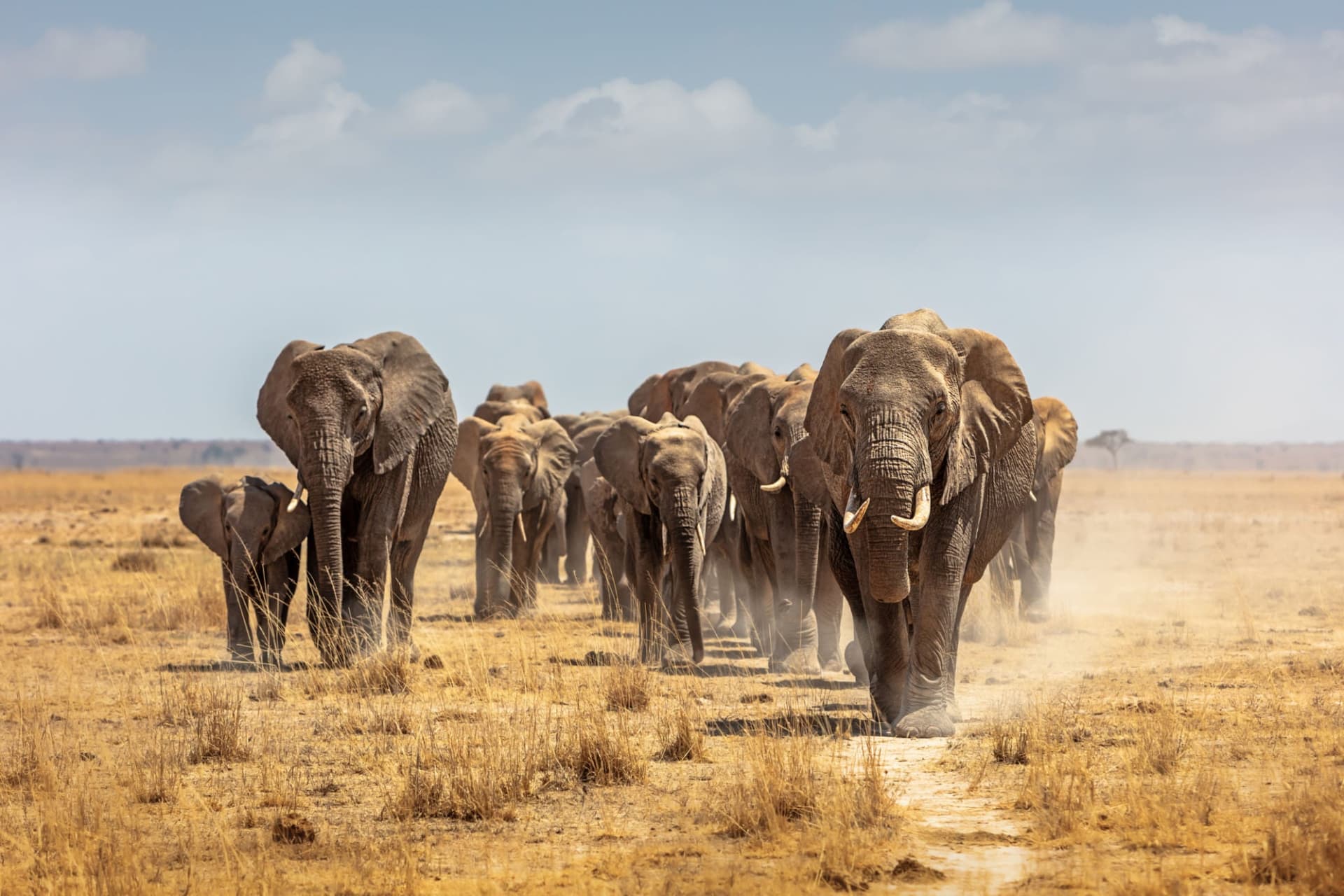 3 Days Amboseli Luxury Safari