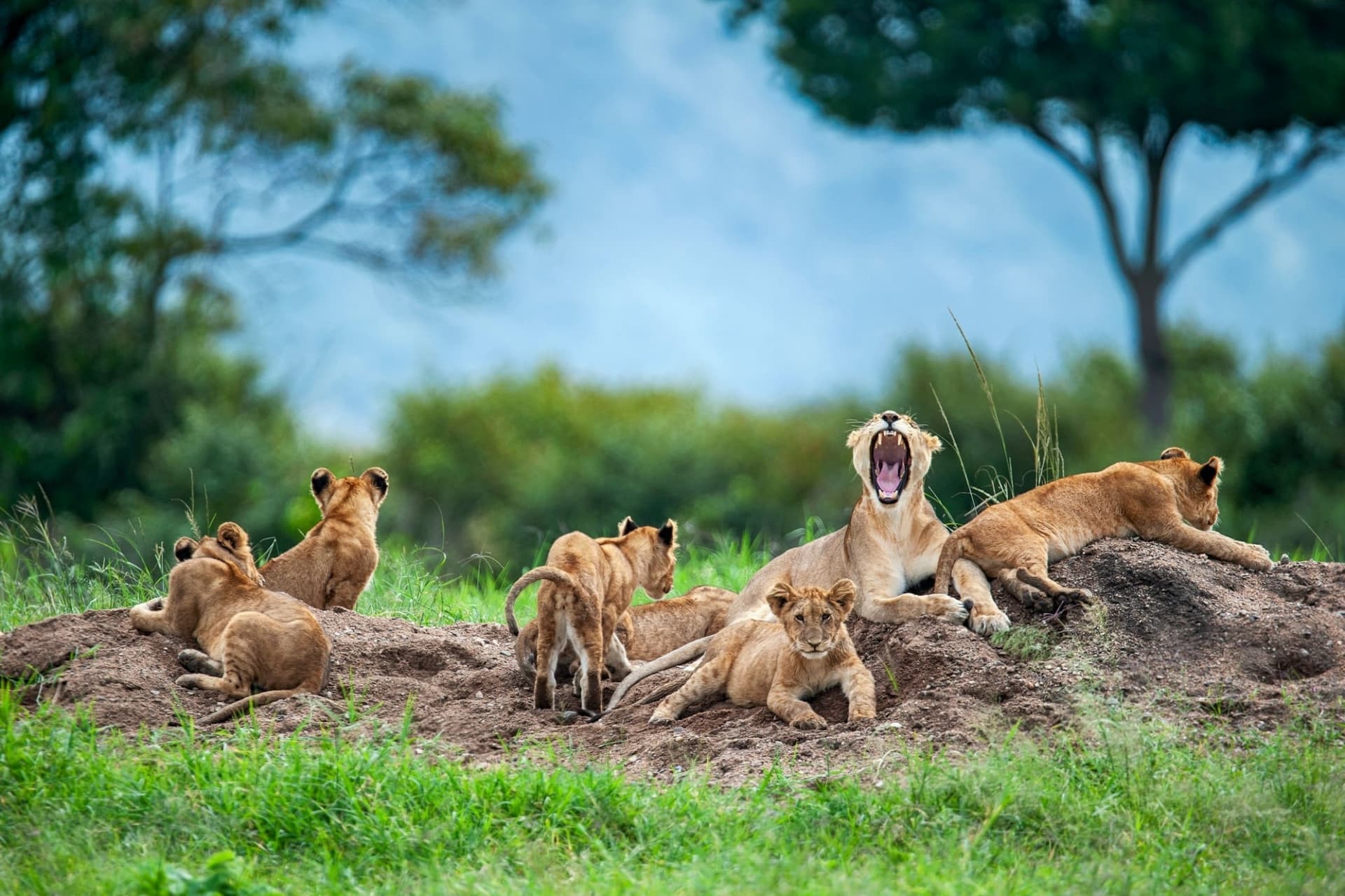 Kenya Green Season Safari: January to March Guide