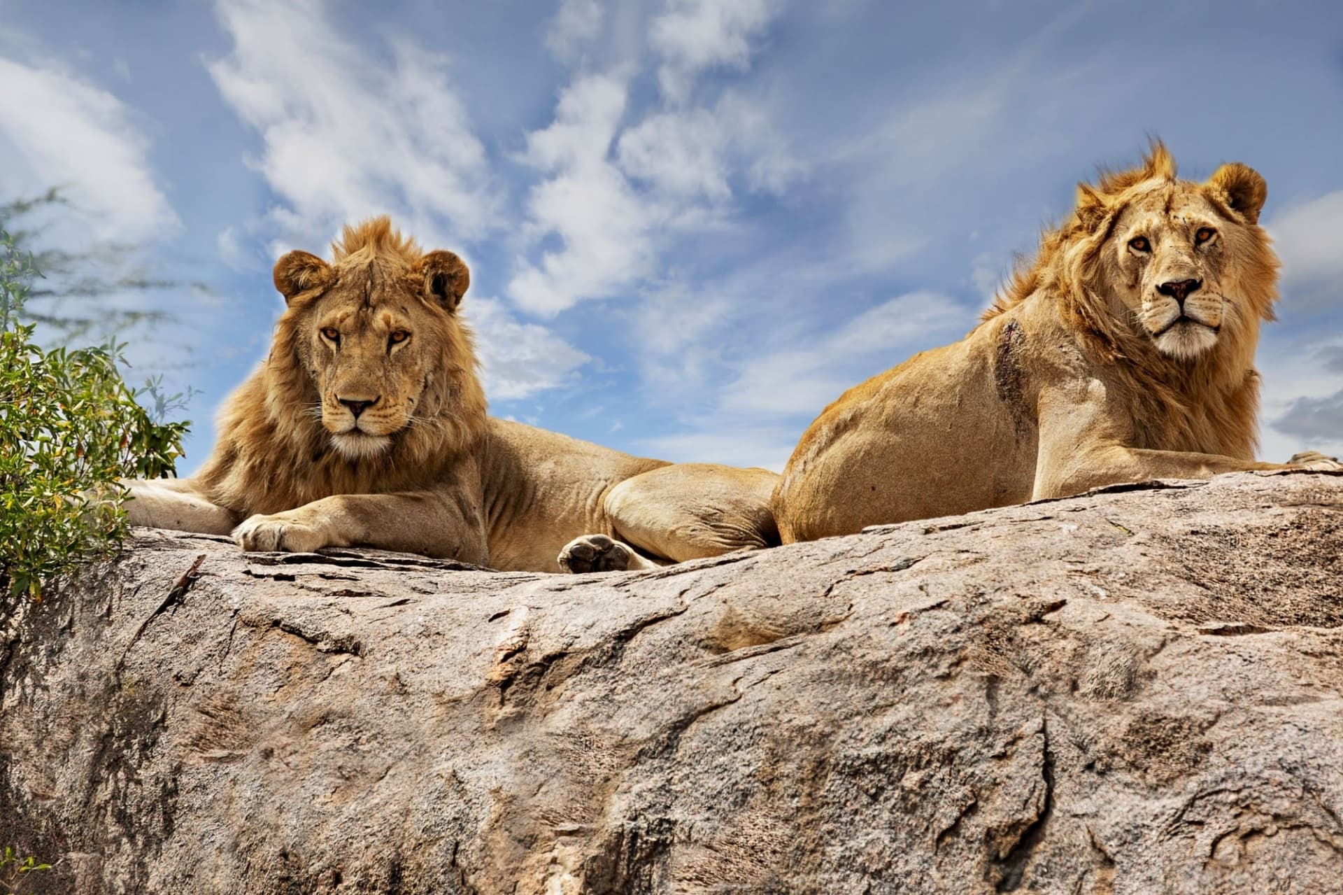 Day 5: Full-Day Game Drive in Serengeti National Park