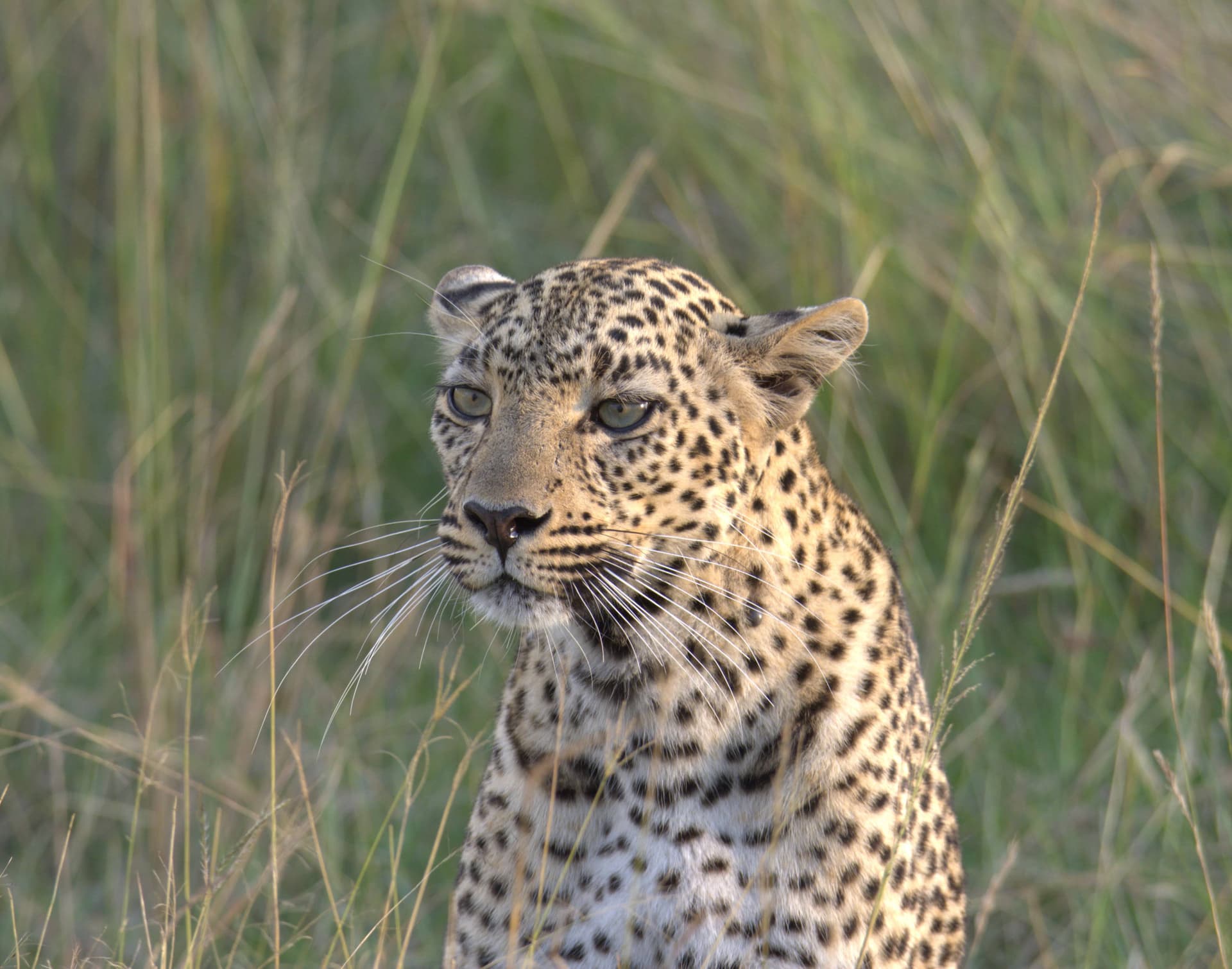 Day 3: Masai Mara to Nairobi