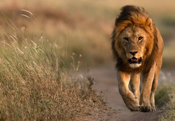Day 4: Full-Day Serengeti National Park