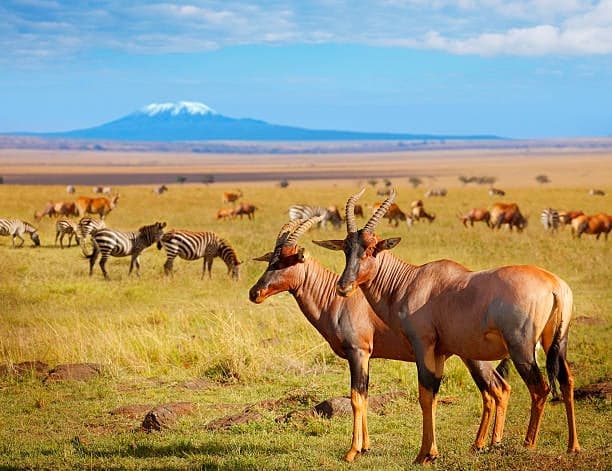 Day 2: Day 2: Full Day in Amboseli National Park