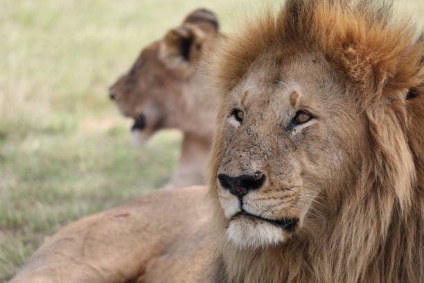 Amboseli National Park Day Safari from Nairobi — photo 3 of 3