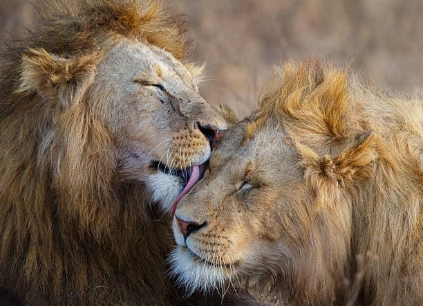 8-Day Mid-Range Tanzania Safari & Zanzibar Beach Holiday