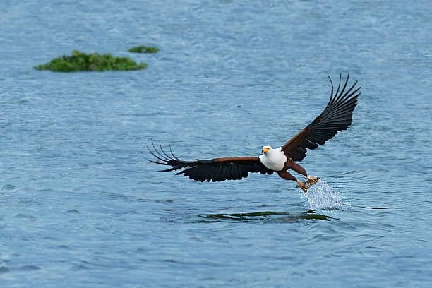 Lake Naivasha Day Trip — Boat Ride, Crescent Island & Hell's Gate — photo 2 of 4