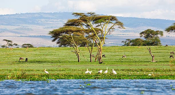 Lake naivasha