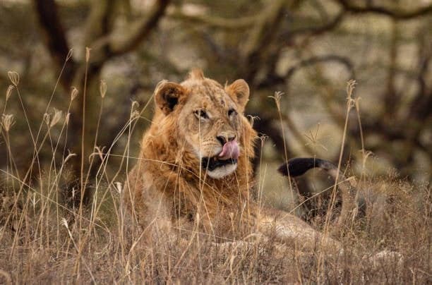 Lake Nakuru National Park Day Safari from Nairobi — photo 2 of 3