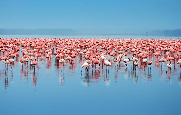 Lake Nakuru National Park Day Safari from Nairobi — photo 3 of 3