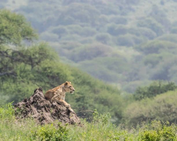 Day 2: Arusha to Tarangire National Park