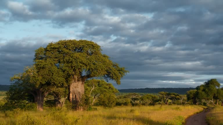 Day 7: Ngorongoro Crater Game Drive to Tarangire National Park