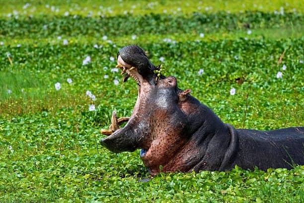 Akagera National Park