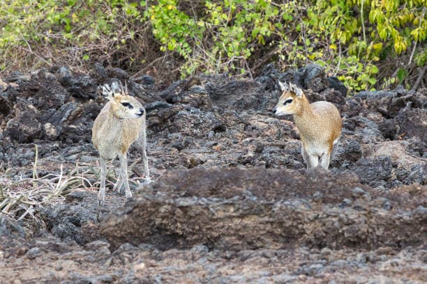 Tsavo West National Park