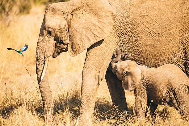 Ruaha National Park