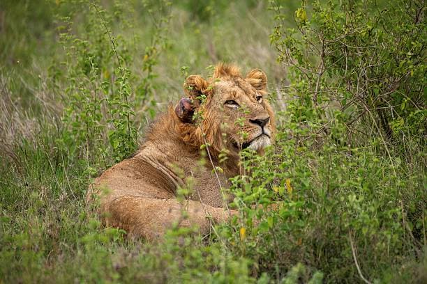 Nairobi City Highlights Tour — photo 2 of 4