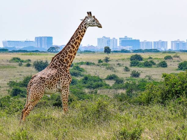 Nairobi City Highlights Tour — photo 1 of 4