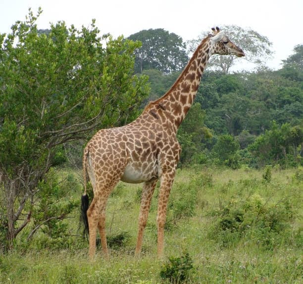 Shimba Hills National Reserve