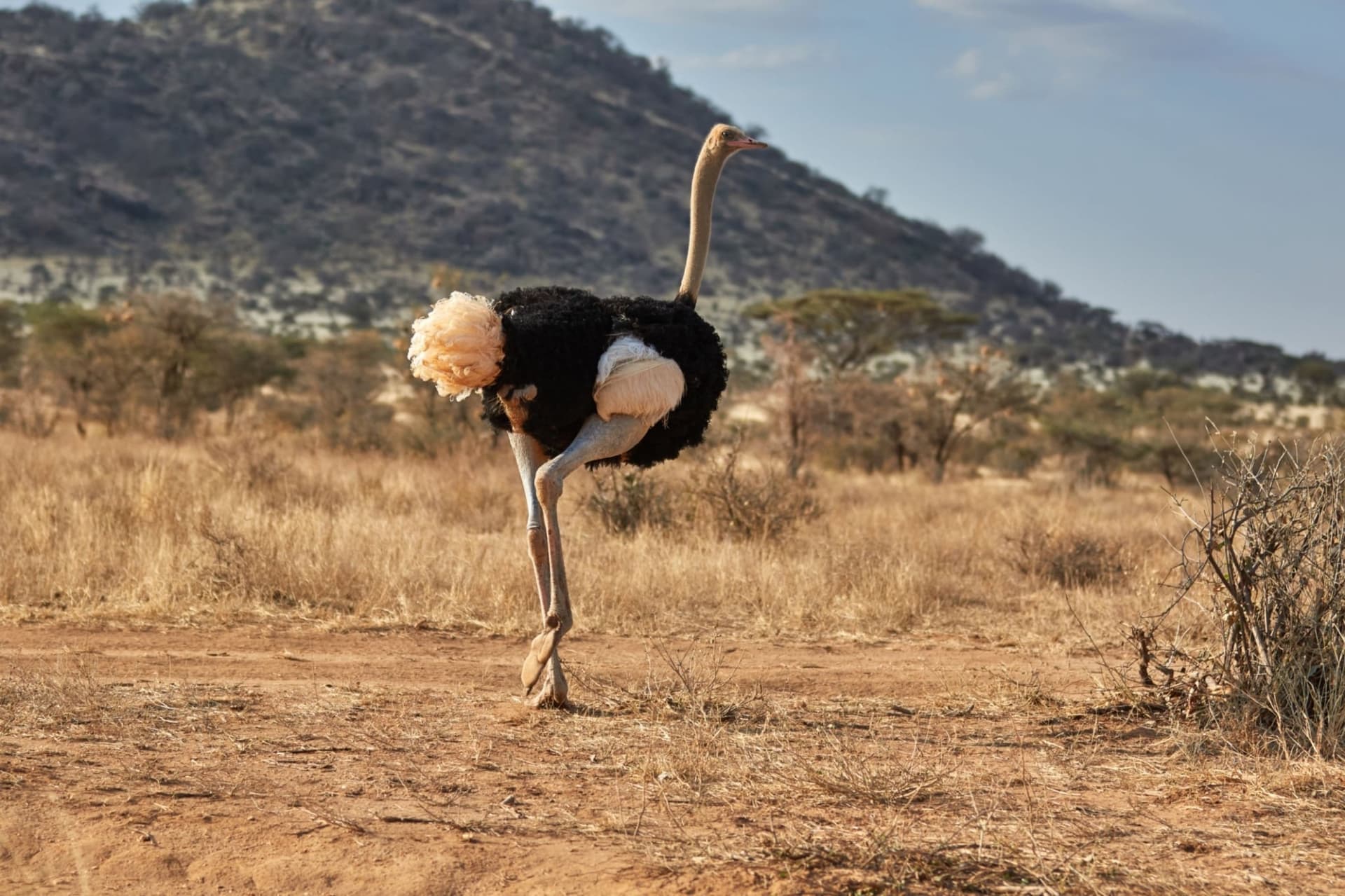 Somali Ostrich