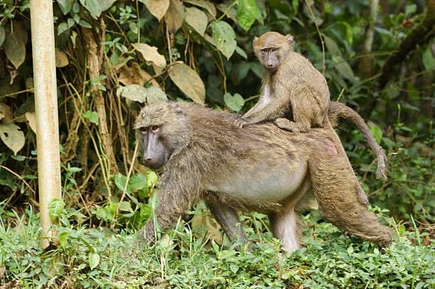 Kibale National Park