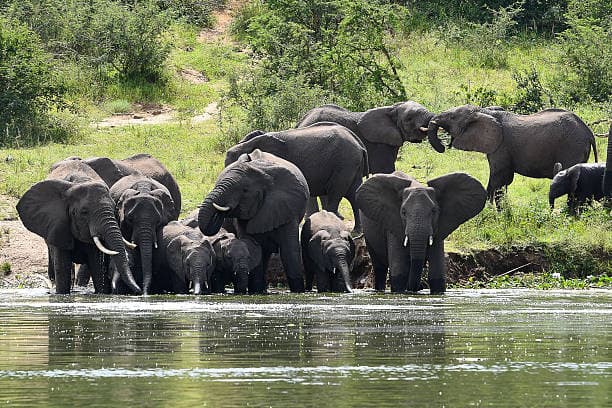 Queen Elizabeth National Park