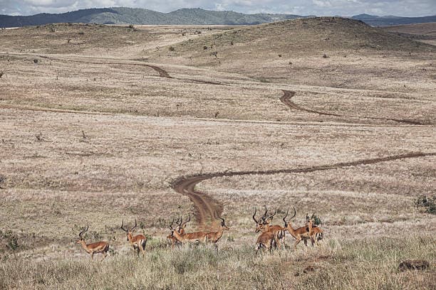Lewa Conservancy