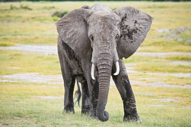African Elephant