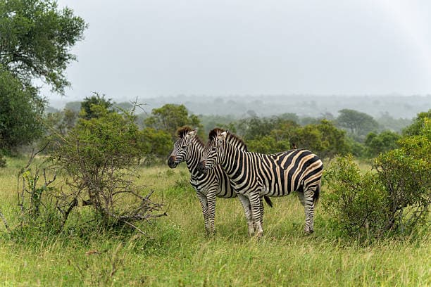 Plains Zebra
