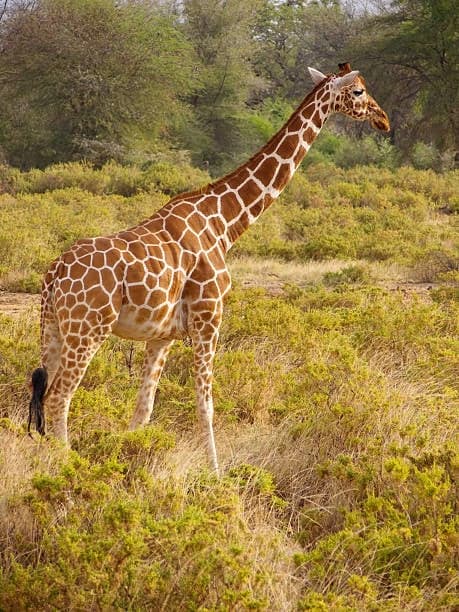 Masai Giraffe
