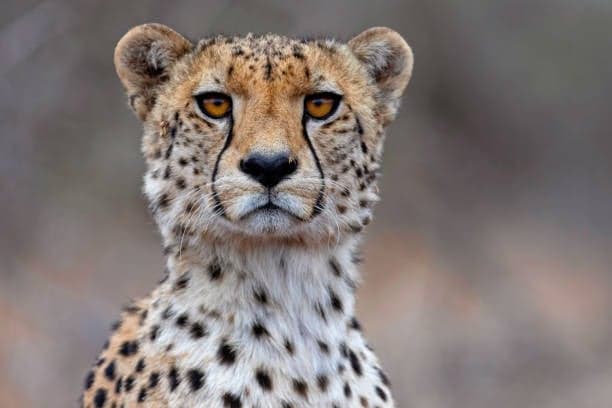 Cheetah