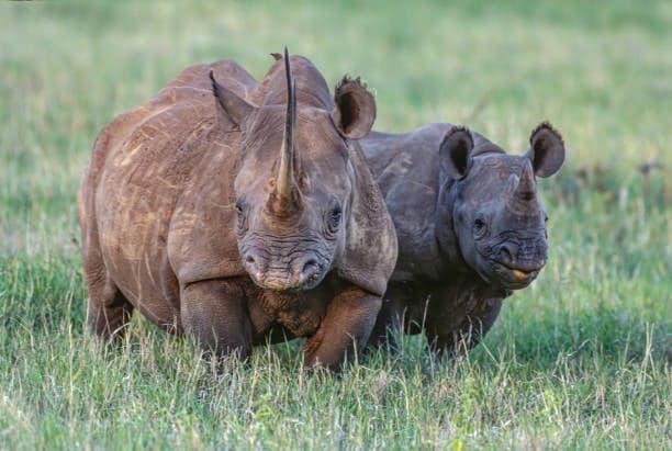 Black Rhinoceros