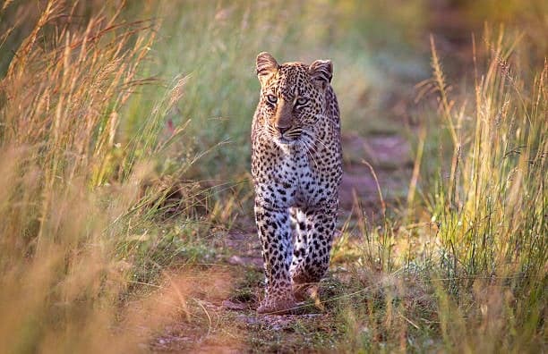African Leopard