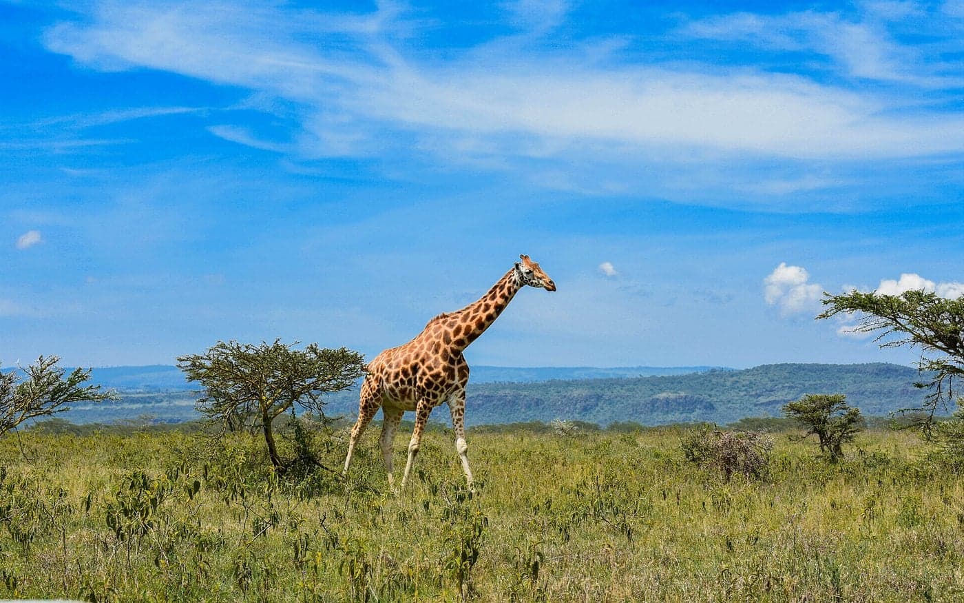 Day 3: MASAI MARA TO LAKE NAKURU
