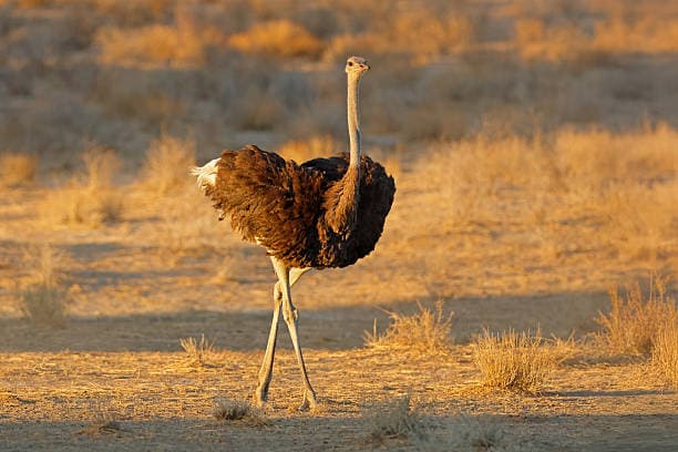 Ostrich