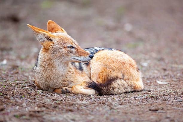Jackal