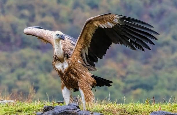 Vulture