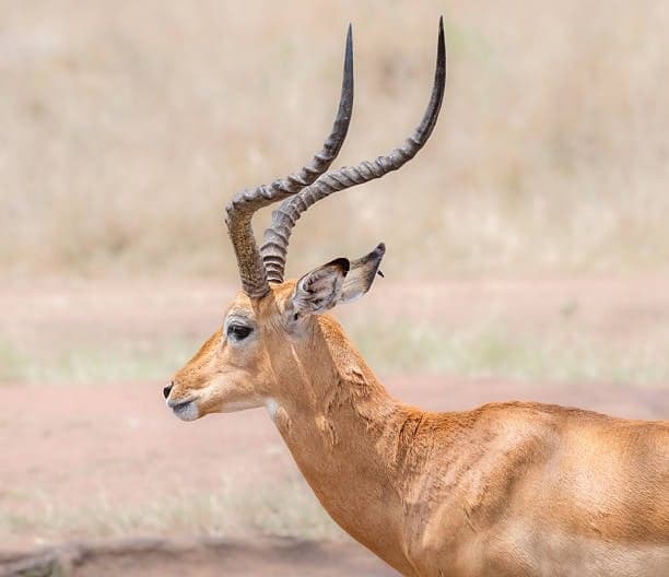 Grant Gazelle