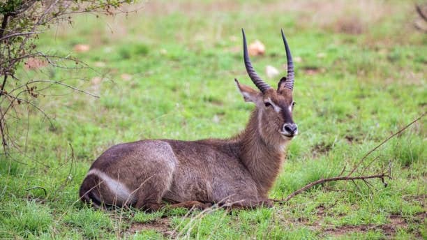 WaterBuck