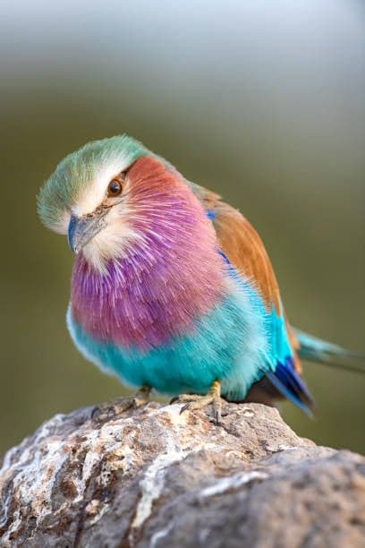 Lilac