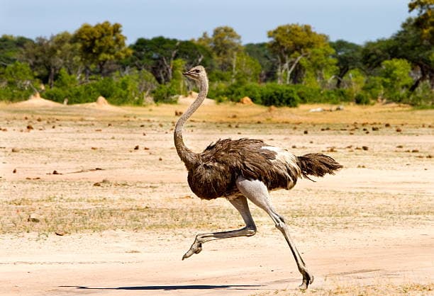 Common Ostrich
