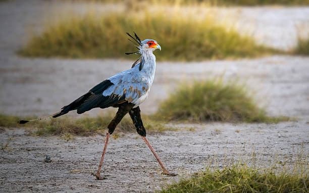 Secretary Bird