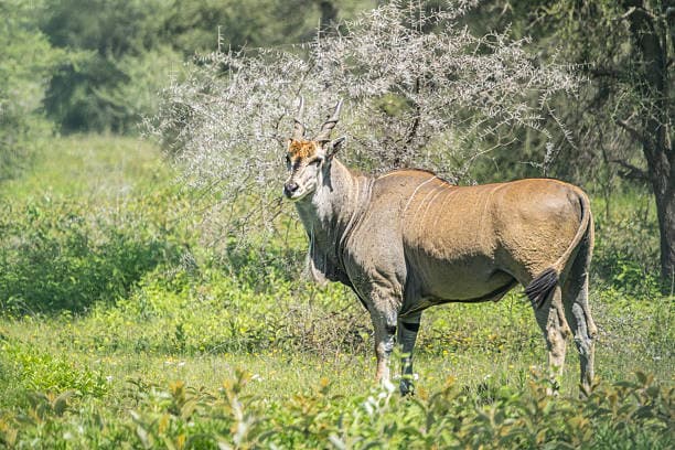 Eland