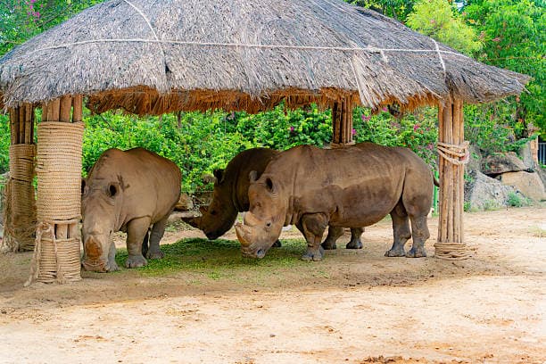 Ziwa Rhino And Wildlife Ranch