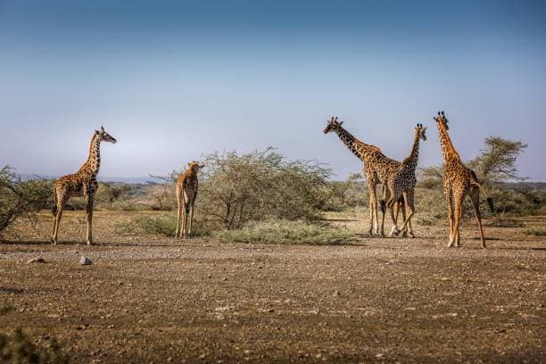 Central Serengeti